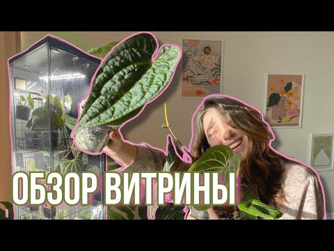 Видео: Обзор витрины с редкими растениями