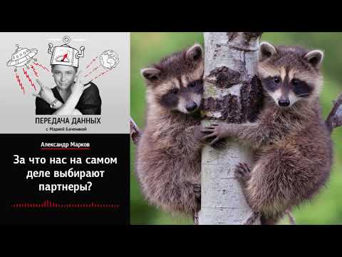 Видео: Александр Марков: За что нас на самом деле выбирают партнеры?