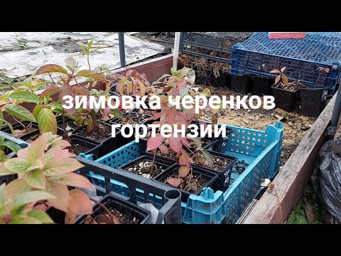 Видео: Зимовка черенков гортензии и не только.Надежное укрытие.