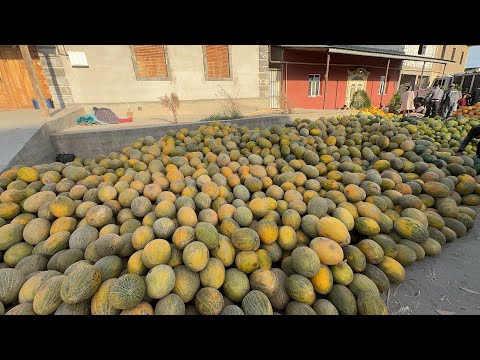 Видео: ТУРТКУЛЬ КОВУН ТАРВУЗ НАРХЛАРИ АРЗОНЧИЛИК