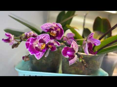 Видео: Начало цветения моих орхидей!!