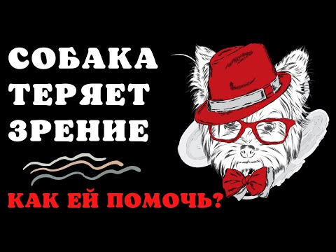 Видео: 🐕📝🐾 Собака теряет зрение: как ей помочь?