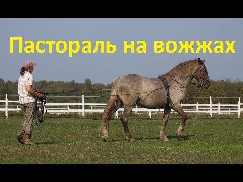 Видео: Пастораль. Начало работы на вожжах.
