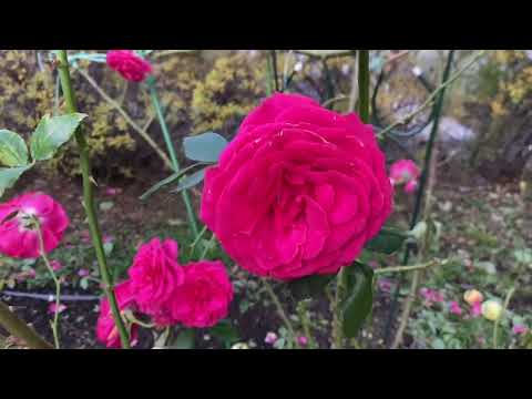 Видео: Розы. Как я укрываю розы??? Срочные работы в саду.🌹🌹🌹