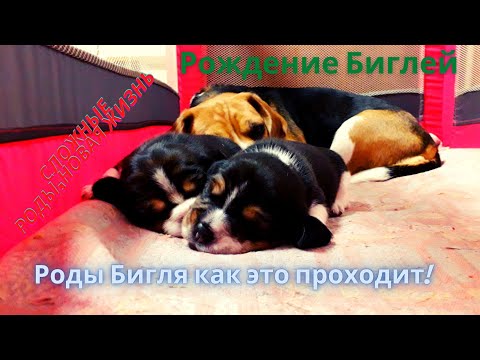 Видео: Жизнь Бигля. Роды,как это происходит. Новорожденные щенки. Интересные факты. Часть Первая.