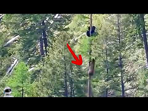 Видео: Такое не Забыть! Сумасшедшие Случаи с Животными, Снятые на Камеру