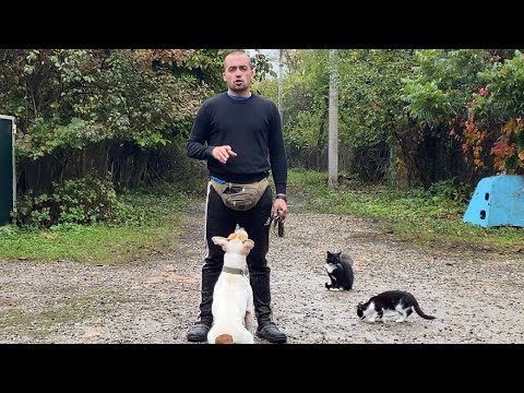 Видео: Ам.стафф Тоффи-Дрессировка, Курс послушания 