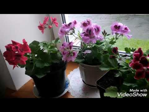 Видео: Пеларгония королевская.🌺5 САМЫХ ВАЖНЫХ УСЛОВИЙ для пышного цветения.🌺