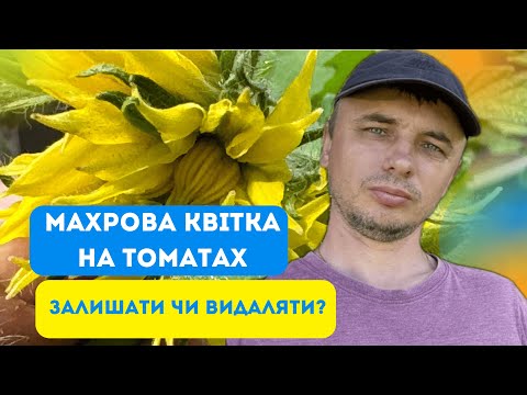 Видео: Махрова квітка на томатах — це погано? Фасціація томатів: що це і як діяти?