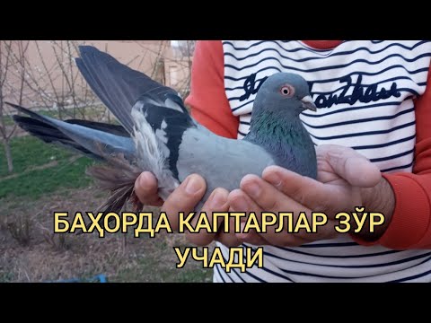 Видео: БАХОРДА КАПТАРЛАР ЗЎР УЧАДИ.| Голуби отлично летают ВЕСНОЙ