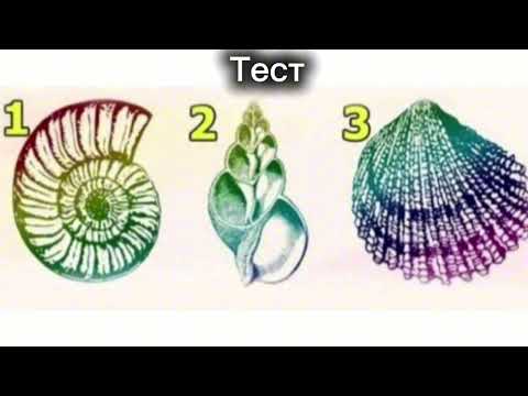 Видео: Мына қабыршақтардың бірін таңдап, өз тұлғаңды таны.