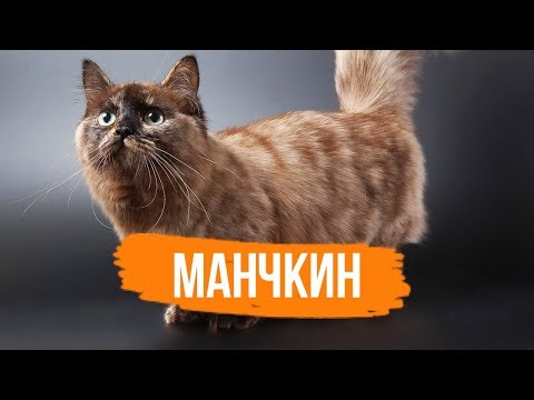 Видео: МАНЧКИН - ИНТЕРЕСНЫЕ ФАКТЫ О ПОРОДЕ