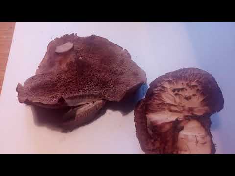 Видео: Странный коричневый гриб ежовик