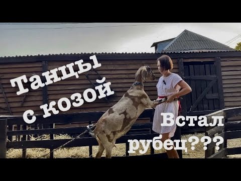 Видео: Атония. Встал рубец. Как помочь животному?