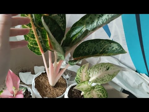 Видео: распаковка посылки с новыми аглаонемами🌱💚обзор покупок🌿коллекция аглаонем