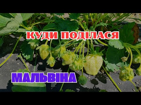 Видео: ОДИН З НАЙКРАЩИХ ПІЗНІХ СОРТІВ!