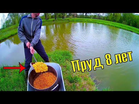 Видео: МОЙ ПРУД ЧЕРЕЗ 8 ЛЕТ! ПРУД СПУСТЯ 8 ЛЕТ! СТАВИМ МОРДЫ, ВЕРШУ, КОРМИМ РЫБУ!