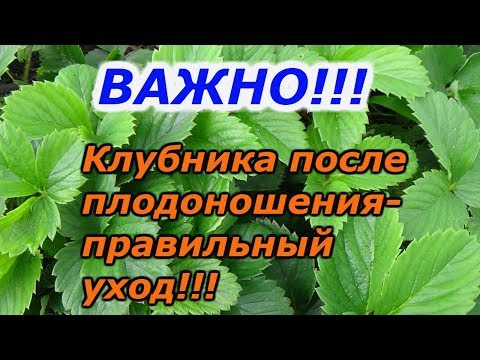 Видео: УХОД ЗА КЛУБНИКОЙ ПОСЛЕ ПЛОДОНОШЕНИЯ ОТ "А" до "Я"!