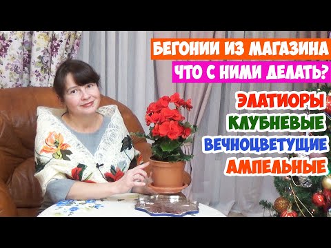 Видео: Бегонии из магазина! Как ухаживать и пересаживать? Элатиор, Клубневые, Ампельные, Вечноцветущие...