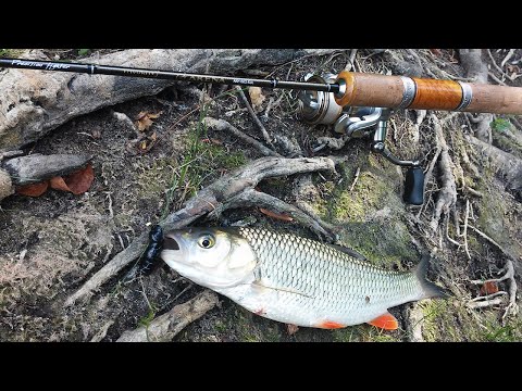 Видео: Ловля голавля на силикон Fishup Pupa