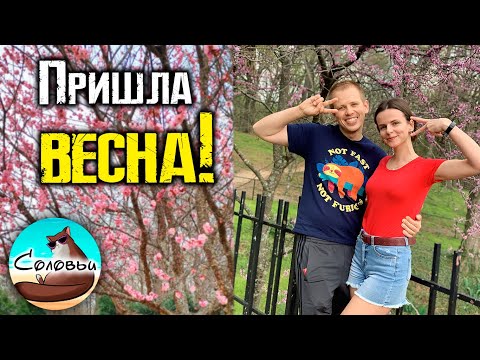 Видео: Весна пришла в Северную Каролину! Роли (Raleigh, NC)