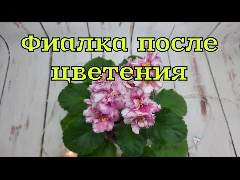 Видео: Фиалка отцвела. Как подготовить к следующему цветению. Фиалка после цветения. #фиалки