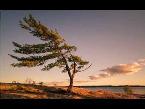 Видео: Отшельница