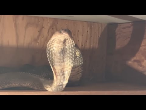 Видео: Кобры в городе