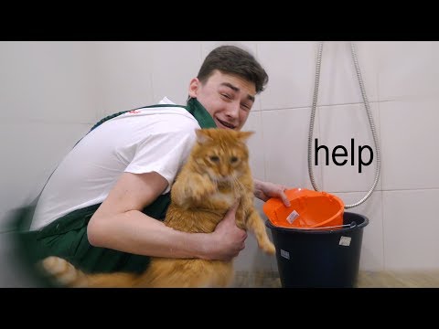 Видео: мою своего кота *ЧТО-ТО ПОШЛО НЕ ТАК*