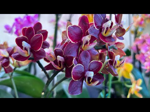 Видео: Пересадка Орхидеи и результаты предыдущей пересадки