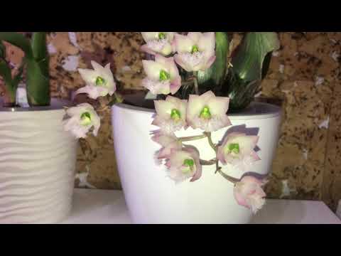 Видео: ORCHIDS 2024, JANUARY. ОРХИДЕИ И ИХ ЦВЕТЕНИЕ ЯНВАРЬ 2024