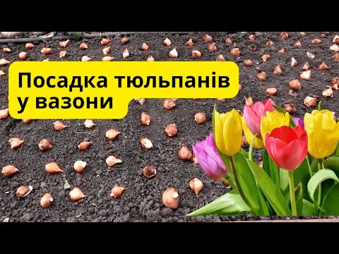 Видео: Тюльпани у вазонах- коли і як саджати та зберігати взимку.