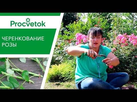 Видео: Розы БЕСПЛАТНО! Как вырастить Розы из черенков?