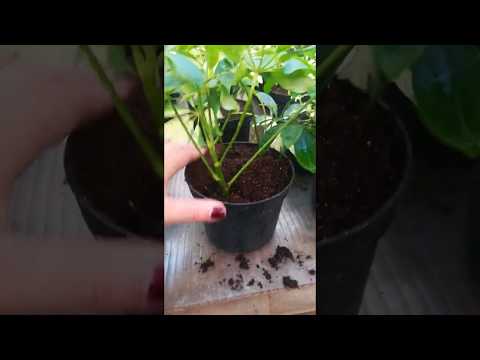 Видео: Шефлера гули баргидан шохлади