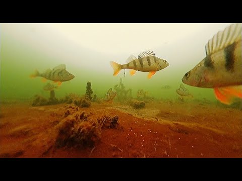 Видео: Ловля Окуня на Безмотылку. Подводная Съемка.