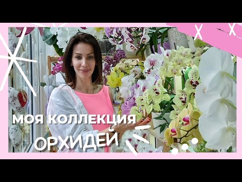 Видео: Ух! Как хороши эти сорта! Обзор цветения Пиниф, Люксор, Эквестрис, Парфюмерная фабрика, Блек Перл.