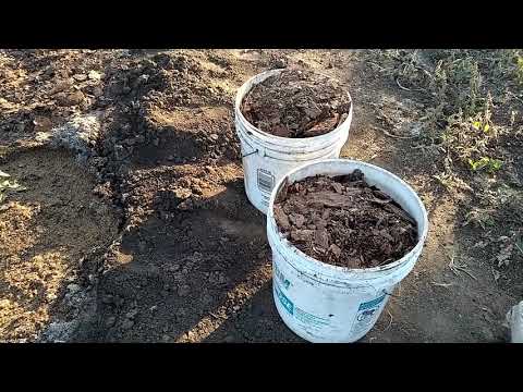 Видео: Продолжаем садить голубику. Будни голубиковода :-)