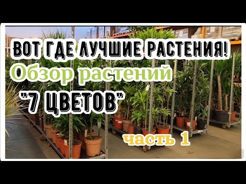 Видео: Обзор растений на оптовой базе 7 цветов в Москве. Часть 1. Декоративно-лиственные