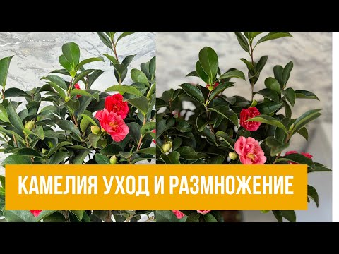 Видео: Камелия уход в домашних условиях. Камелия размножение черенками .