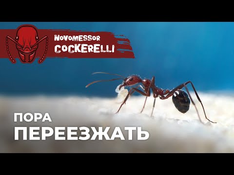 Видео: ЗАСЕЛЕНИЕ НОВОМЕССОРОВ В ФОРМИКАРИЙ | Novomessor cockerelli