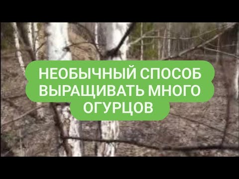 Видео: Как выращивать много огурцов Необычный способ