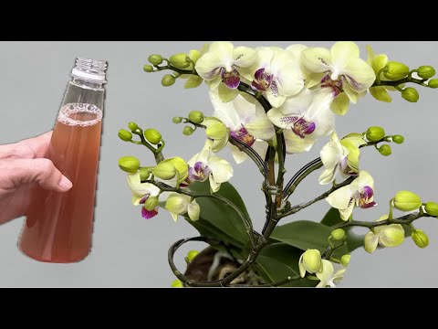 Видео: Вылила в корни 1 бутылку! Орхидеи цветут круглый год.