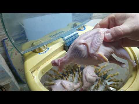 Видео: Перощипальная машина в деле! По 4 перепёлки сразу.