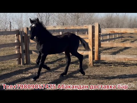 Видео: Абакандан кулундар сатылат. Заказ кылчулар  байланышкыла доставка болот. 