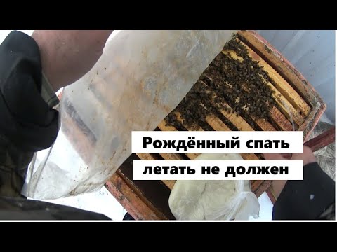 Видео: Эксперимент по ограничению лётной активности  пчёл