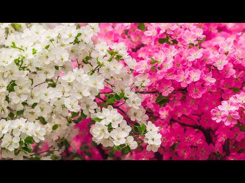 Видео: Расслабляющая музыка, исцеляющая от стресса, беспокойства и депрессивных состояний, исцеляет #2