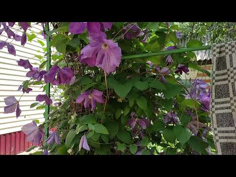 Видео: Переезд из Сибири на Юг. Косим траву литовкой. Наш сад и огород. Часть 21