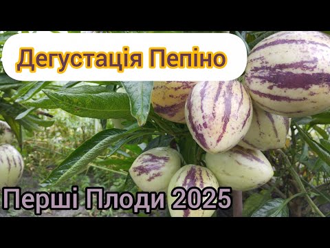 Видео: Дегустація першого Пепіно в 2025 році)))