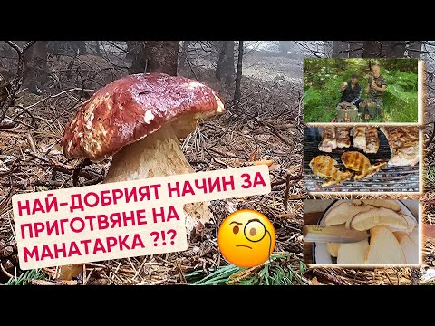 Видео: Ето, къде е гората на Пинофилусите!