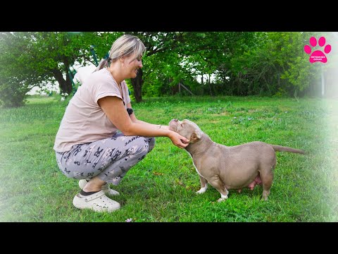 Видео: Найдена беременная собака! Элитные щенки внутри! Отправка щенков от Кинга в Беларусь и в Ростов!